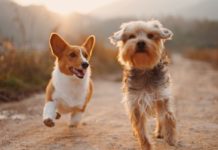 pet marketing strategy